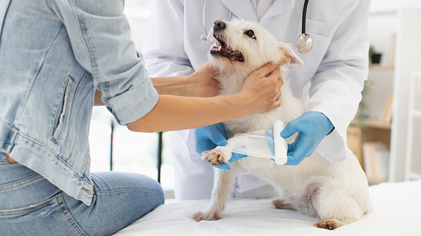 圖片 【寵物傷口護理攻略】重要性解析、產品介紹、挑選技巧、居家護理步驟與常見問題解答