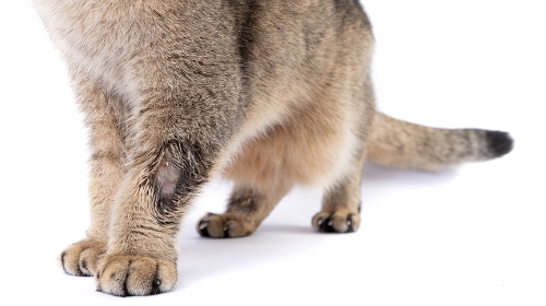 圖片 【貓皮膚病全攻略】貓癬初期症狀| 結痂原因| 貓金錢癬會傳染嗎？