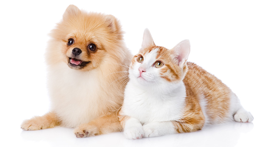 圖片 貓狗可以一起養嗎？性格差異、相處技巧與注意事項一覽