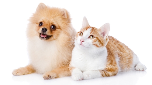 圖片 貓狗可以一起養嗎？性格差異、相處技巧與注意事項一覽