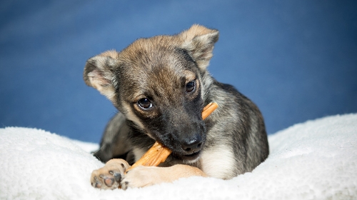 圖片 狗狗潔齒骨完整指南| 功效、挑選方法及使用注意事項