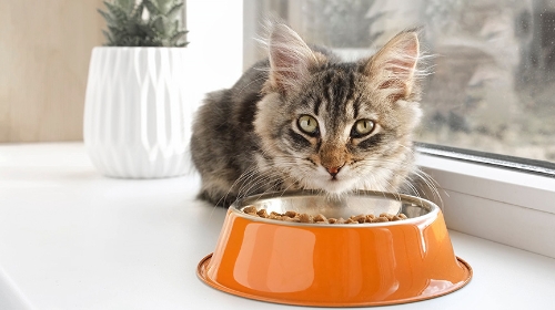 圖片 無穀物貓糧全解析｜好處、壞處、推薦品牌及轉換貼士