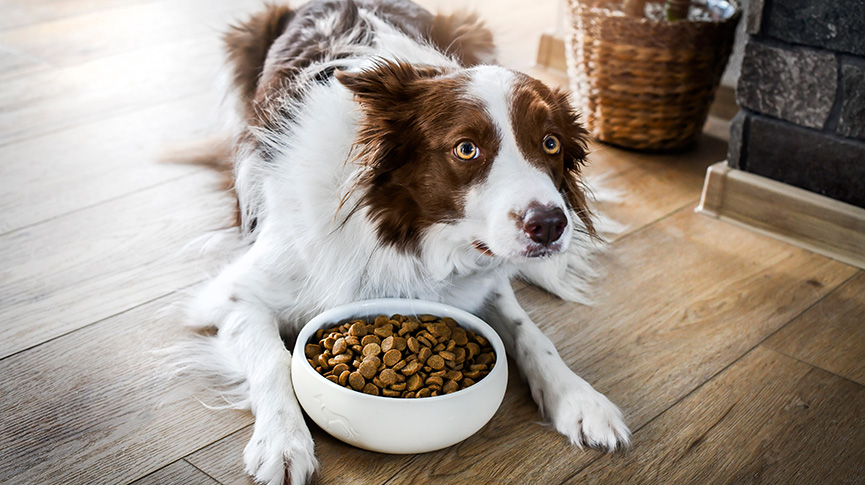 圖片 無穀物狗糧全攻略 | 好處、壞處及推薦品牌|無穀物狗糧好唔好?