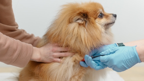 圖片 【狗氣管塌陷全攻略】症狀與壽命| 按摩舒緩方法| 預防貼士