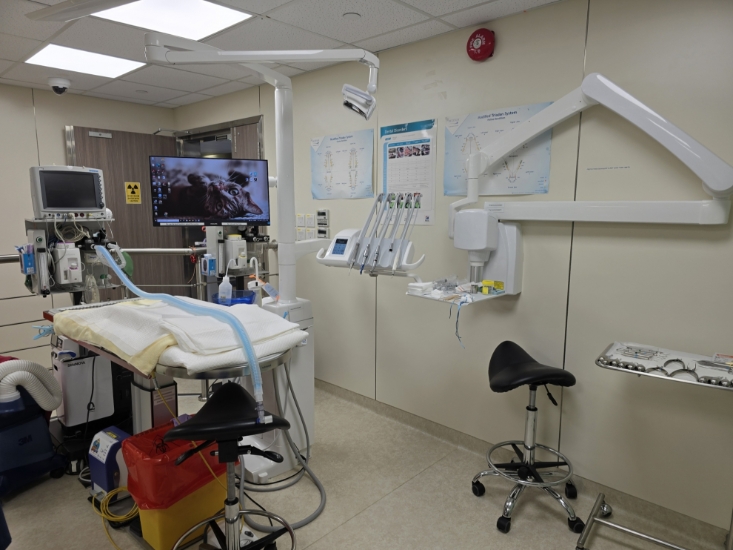 Picture of CityU VMC Senior Cat Wellness Programme