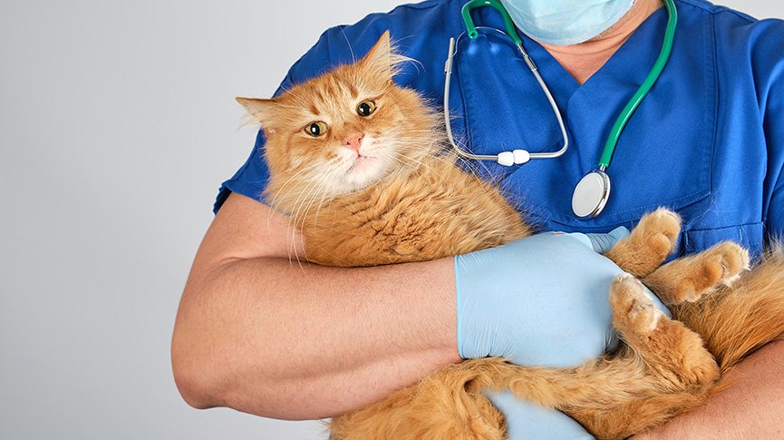 Picture of [Hong Kong 24-Hour Pet Clinic] Lunar New Year Emergency Veterinary Care | Complete Guide to Home Service