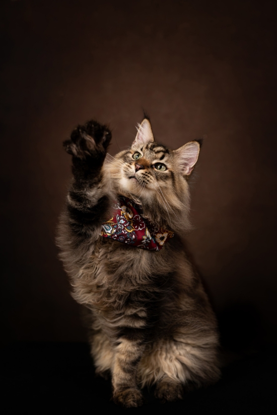 圖片 Awwwmoments 星級居家攝影棚套餐