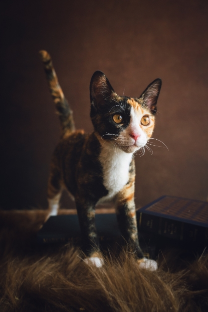 圖片 Awwwmoments 星級居家攝影棚套餐