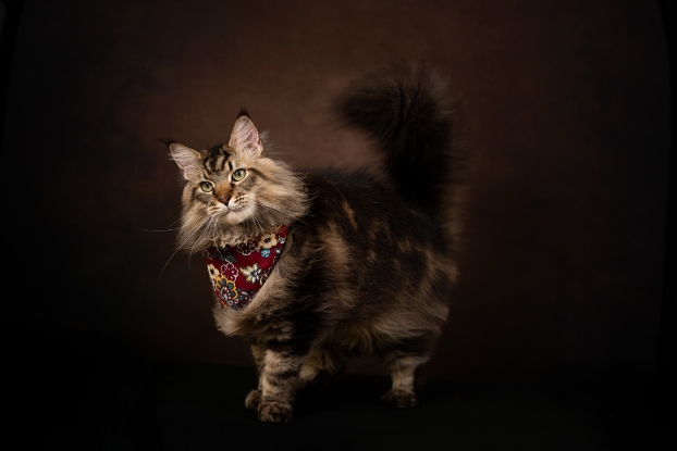 圖片 Awwwmoments 星級居家攝影棚套餐