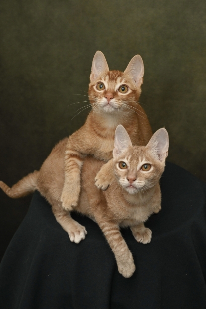 圖片 Awwwmoments 星級居家攝影棚套餐