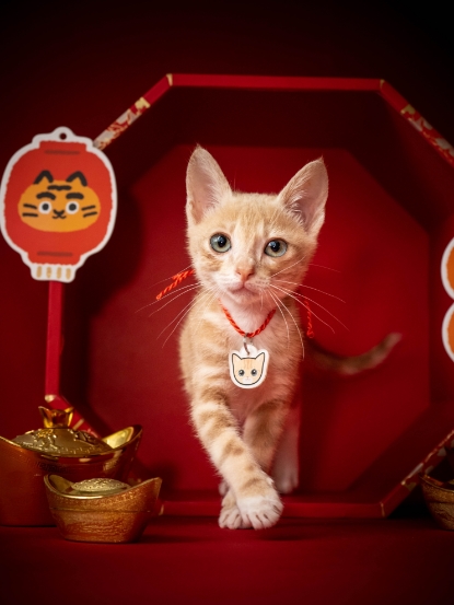 圖片 Awwwmoments 新年拍攝套餐