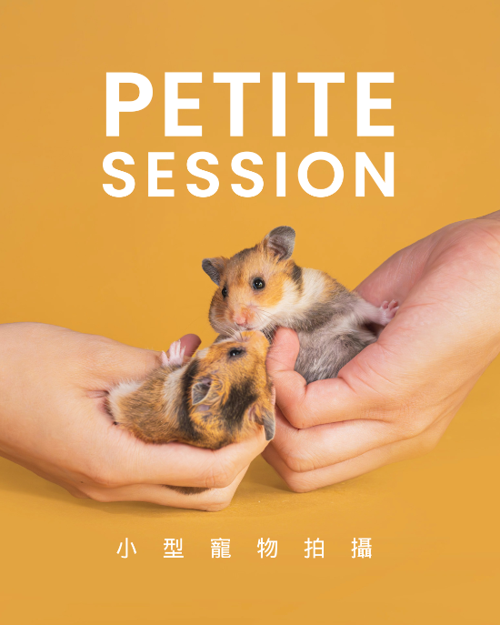圖片 Awwwmoments 小小寵物拍攝套餐