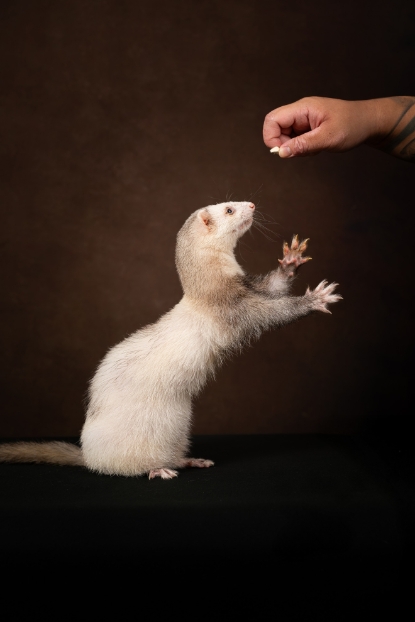 圖片 Awwwmoments 小小寵物拍攝套餐