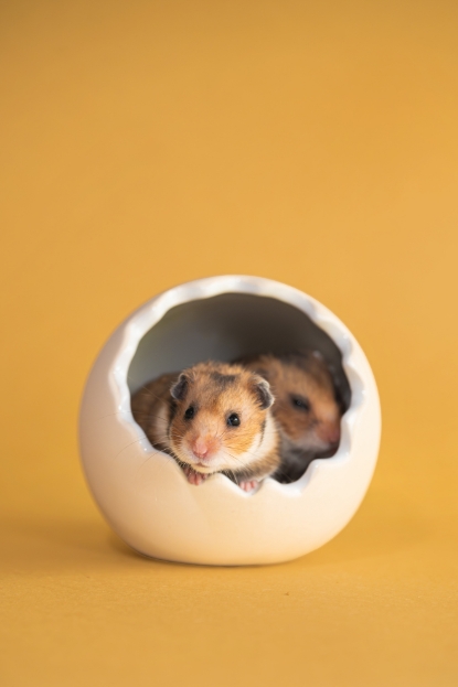 圖片 Awwwmoments 小小寵物拍攝套餐