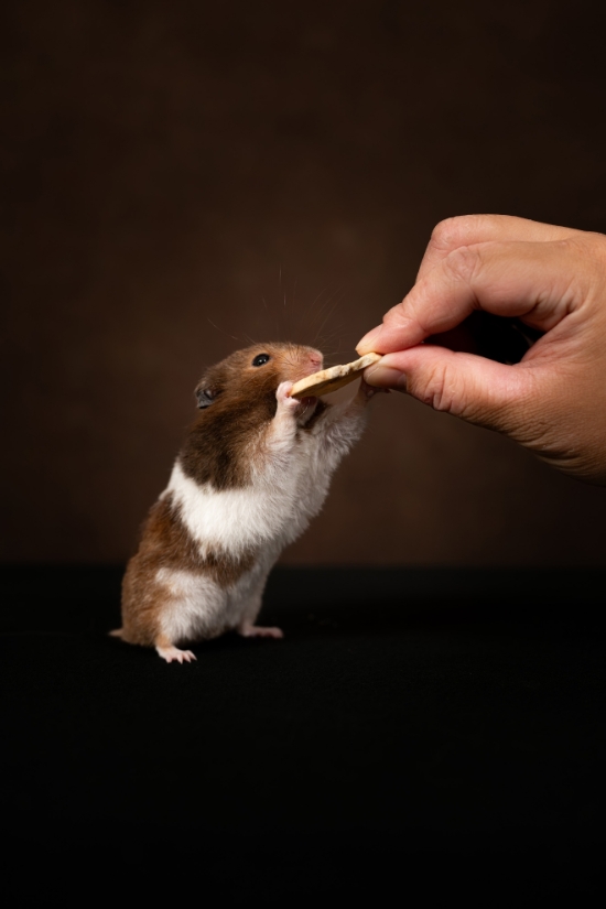 圖片 Awwwmoments 小小寵物拍攝套餐