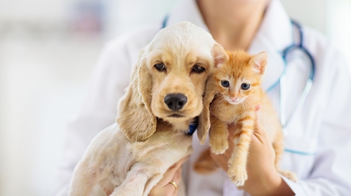 圖片 寵物中風治療費高達7.5萬？主人嚴重低估醫藥費| 買保險外還能做什麼？