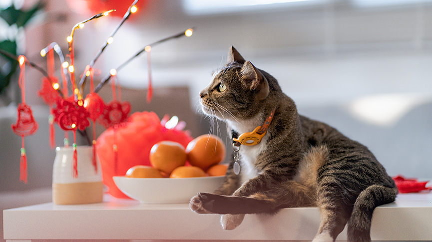 Picture of Why is there no cat in the Chinese zodiac? Interesting legends, cultural truths, and a New Year's guide to pet health.