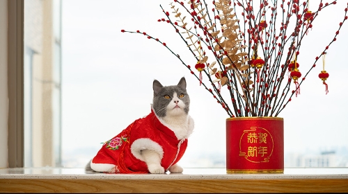 圖片 【2026馬年年花攻略】5款寵物友善開運年花推薦| 對貓狗安全無毒