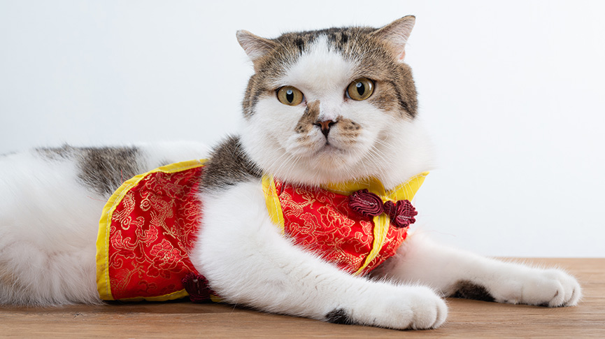 圖片 【寵物新年穿搭2026】貓狗賀年服挑選指南| 尺寸、材質及拍照技巧一覽