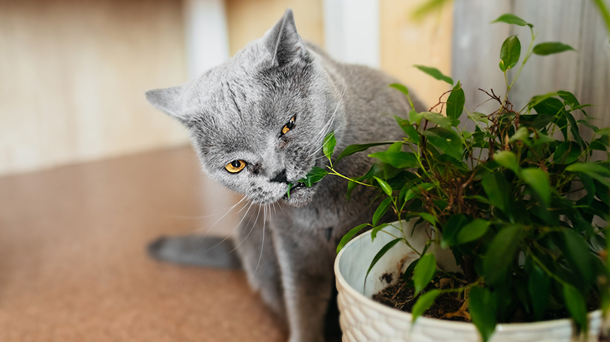 圖片 【寵物有毒年花清單】水仙、百合、富貴竹會中毒？誤食後應急方法