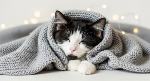 圖片 【貓會怕凍嗎？】教你分辨貓咪寒冷行為及保暖攻略