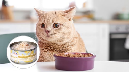 圖片 冰島Astkatta主食罐好唔好？評價| 成份營養| 貓罐頭湯包全分析