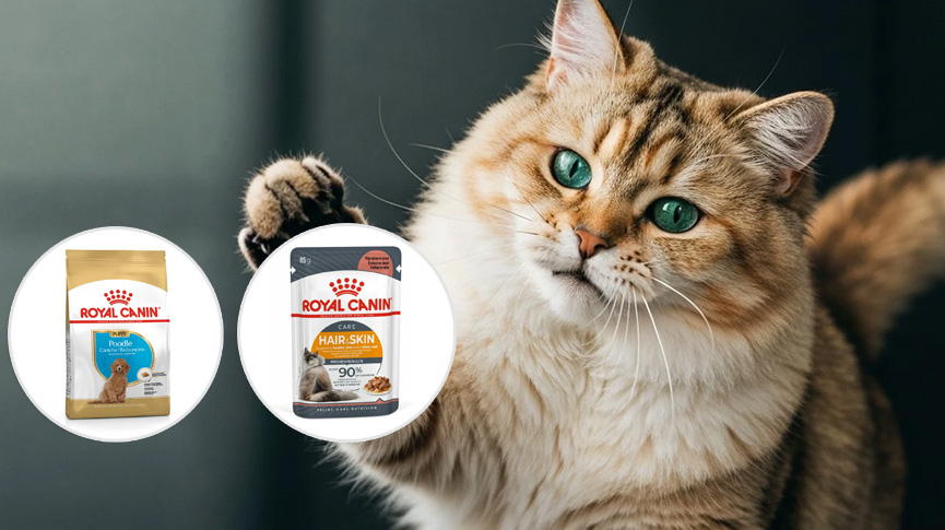 圖片 Royal Canin貓糧狗糧好唔好？一文睇清評價、系列分別及選擇貼士