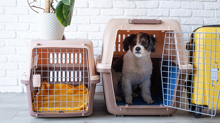 圖片 寵物移民懶人包 由文件準備到檢疫流程全攻略