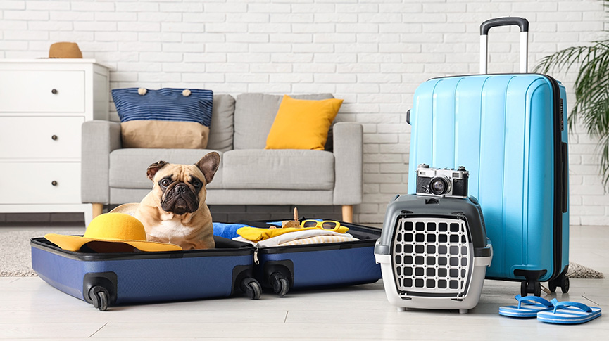 圖片 寵物過境許可證申請全攻略 帶主子輕鬆環遊世界