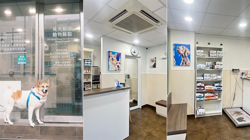 圖片 【黃大仙獸醫推薦】黃大仙區動物醫院：Pet Space Group 專業團隊背景、評價及體檢疫苗服務