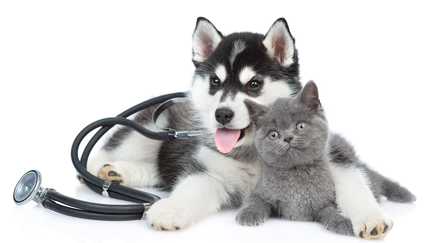 圖片 毛孩健康警報:貓狗5大常見疾病症狀及預防指南