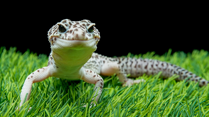 圖片 睫角守宮 vs 豹紋守宮:哪種蜥蜴比較適合你?