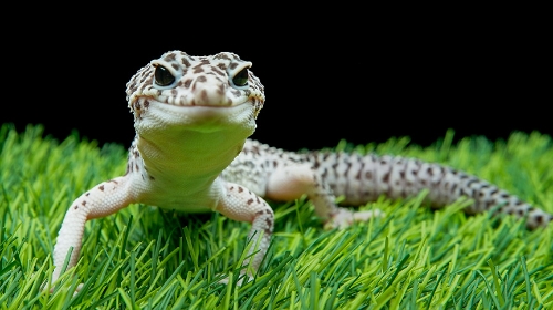 圖片 睫角守宮 vs 豹紋守宮：哪種蜥蜴比較適合你？