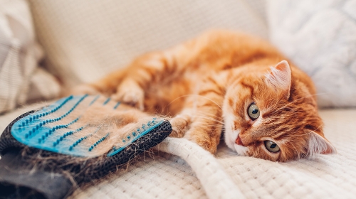 圖片 【春日護毛指南】貓沖涼液點揀好？5大貓洗毛液及護毛素挑選貼士