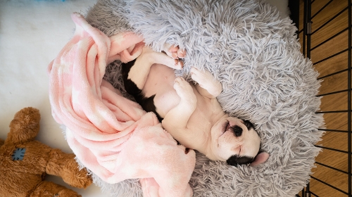 圖片 幼犬籠內訓練：新手主人循序漸進指南