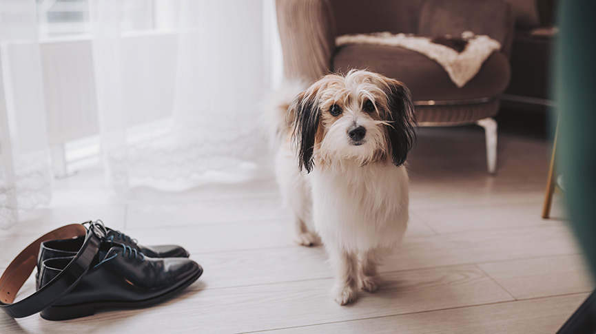 圖片 如何挑選理想幼犬 ?生活空間| 寵物用品| 幼犬體檢終極指南