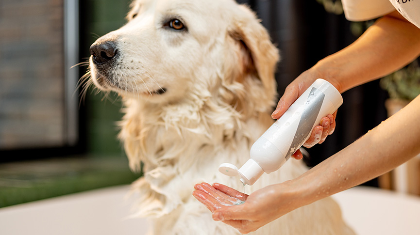 圖片 狗隻春日護理全攻略:告別換毛煩惱| 教你選對洗毛液