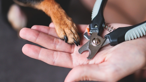 圖片 寵物指甲護理終極指南| 家用剪指甲方法+常見問題FAQ