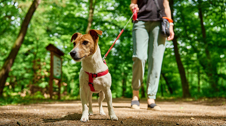 圖片 如何選擇狗狗胸背帶？飼主必讀3大選購貼士