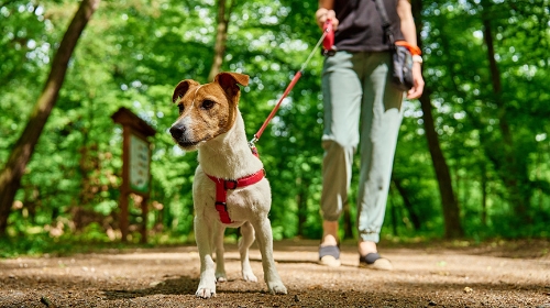 圖片 如何選擇狗狗胸背帶?飼主必讀3大選購貼士
