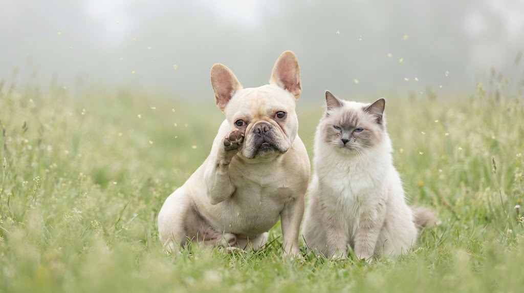 圖片 原來寵物也會有花粉症？拆解公園草地與家中環境的過敏陷阱