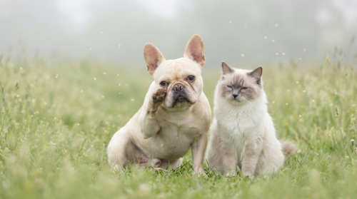 圖片 原來寵物也會有花粉症？拆解公園草地與家中環境的過敏陷阱