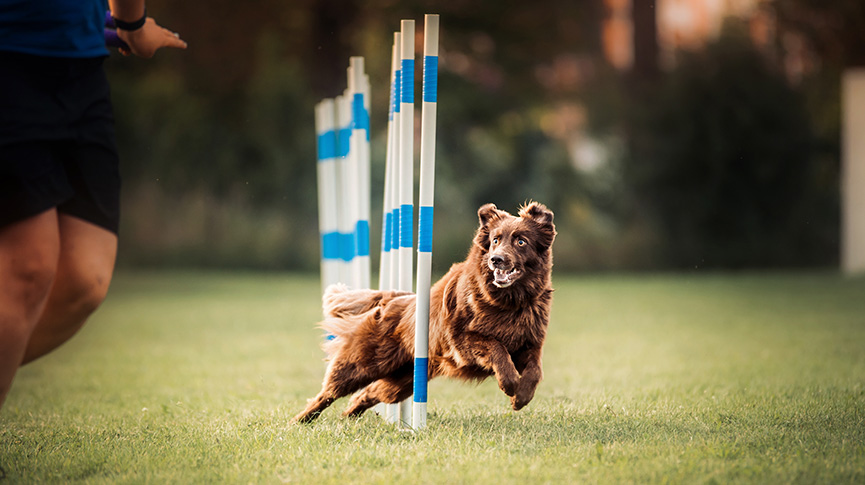 圖片 狗狗訓練營適合你的愛犬嗎？服從訓練推介及價錢
