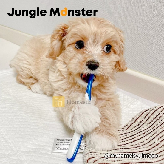 圖片 Dentisoft 中/大型犬 極細密軟毛寵物牙刷  3件套