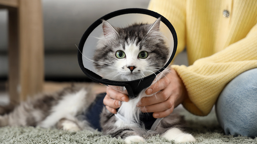 圖片 寵物絕育指南：健康益處、費用及絕育診所推薦