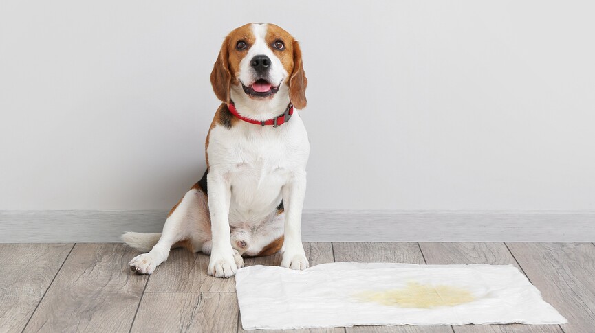 圖片 【寵物尿墊】如何選擇合適的狗狗尿墊？犬隻去廁所訓練指南