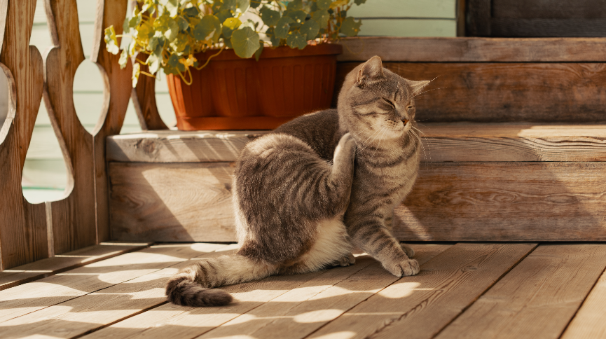 圖片 【潮濕春季】貓咪寄生蟲大作戰| 杜絕貓蝨牛蜱全攻略