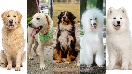 圖片 大型犬飼養指南：5種適合新手的大狗| 大型幼犬狗糧注意事項