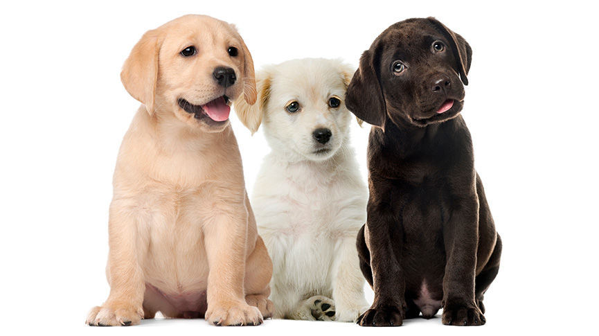 圖片 領養定購買？飼養拉布拉多幼犬全攻略| Labrador健康及訓練懶人包