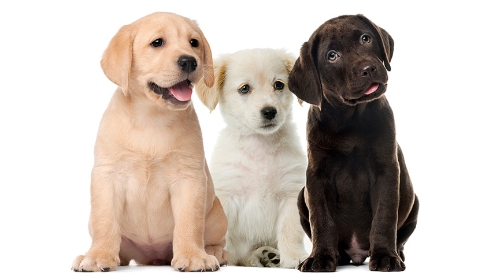 圖片 領養定購買？飼養拉布拉多幼犬全攻略| Labrador健康及訓練懶人包